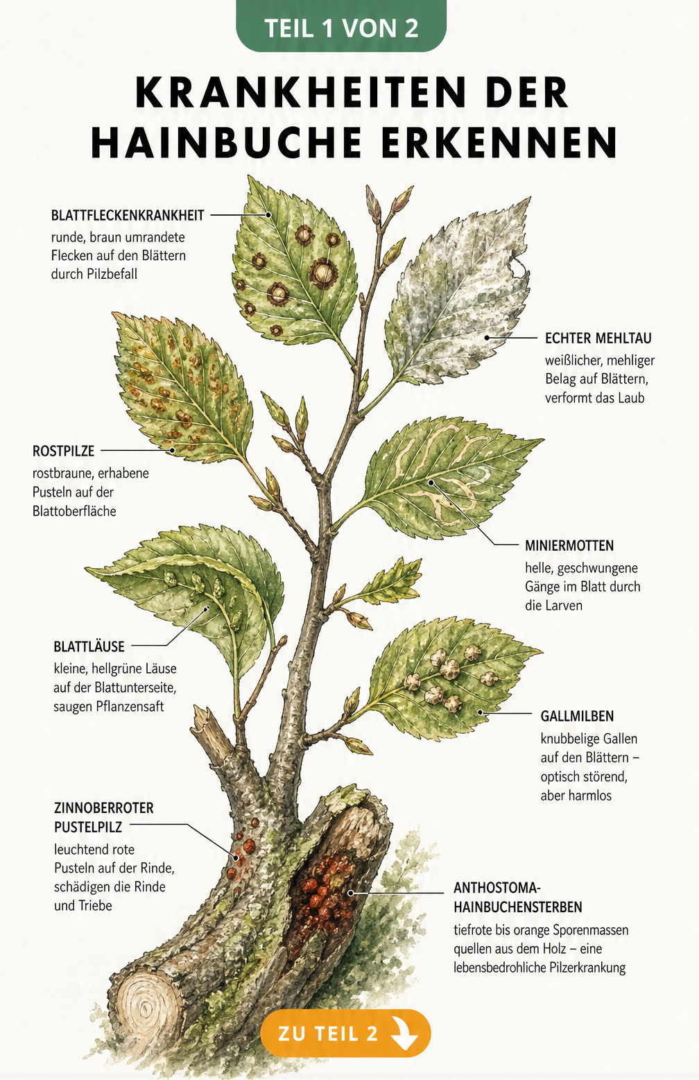 Illustration eines Hainbuchenzweigs mit Symptomen von Blattfleckenkrankheit, Mehltau, Rostpilzen und Schädlingen