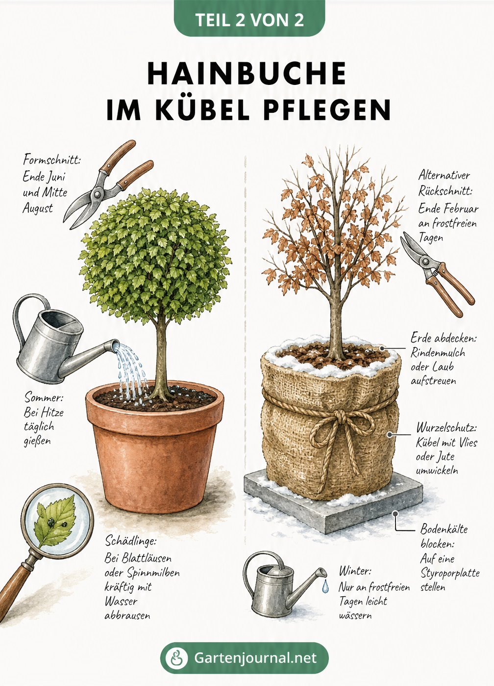 Zweiteilige Darstellung einer Hainbuche im Kübel im Sommer und Winter mit Pflegetipps zu Schnitt, Gießen und Winterschutz.