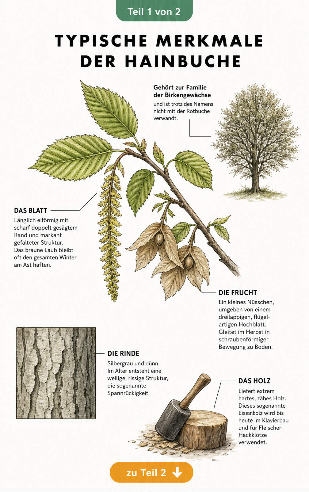 Botanische Illustration eines Hainbuchenzweigs mit Blättern, Früchten und Rindenstruktur sowie einer Baum-Silhouette