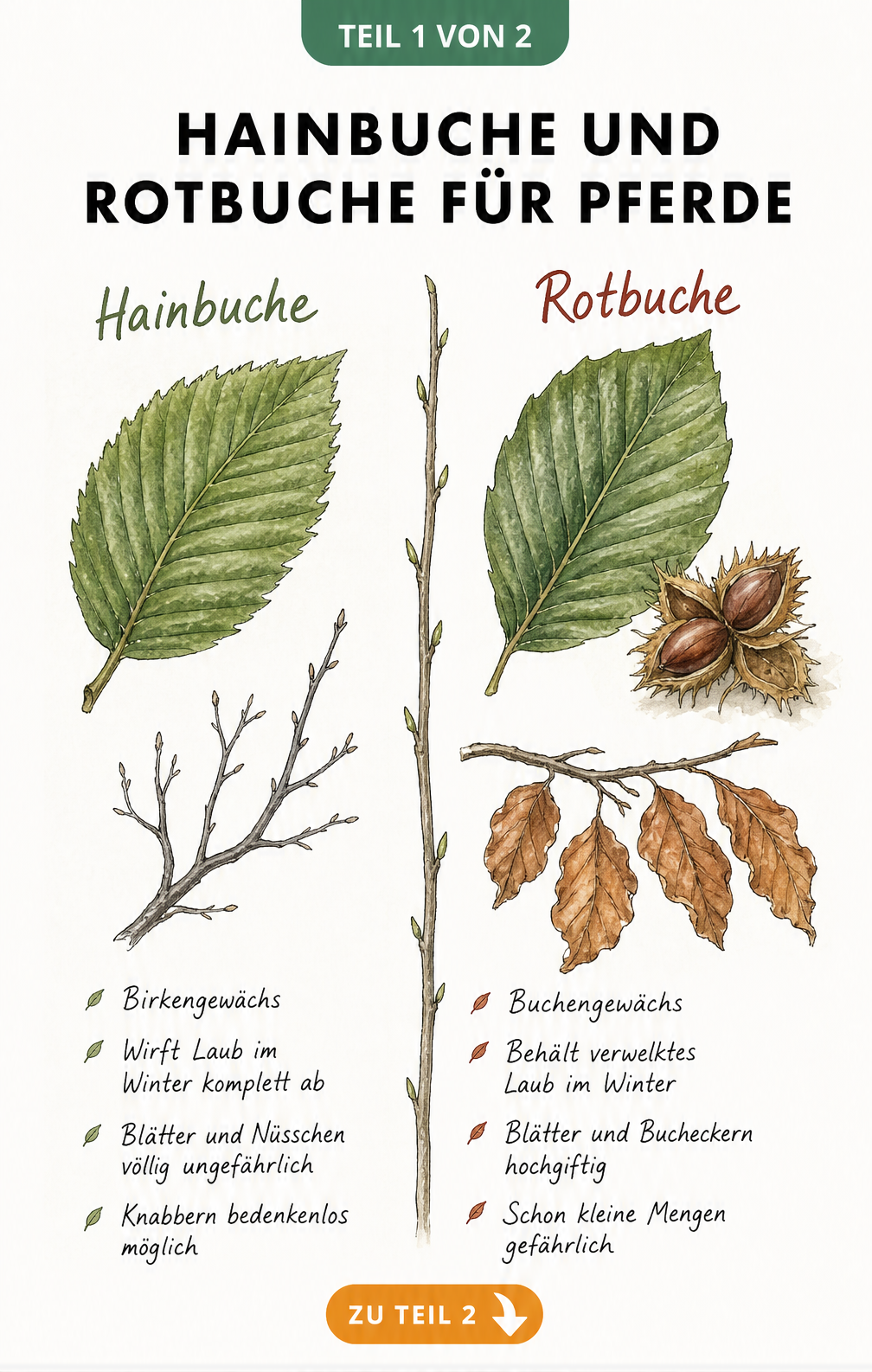 Botanische Illustration von Hainbuche und Rotbuche mit Merkmalen und Giftigkeit für Pferde