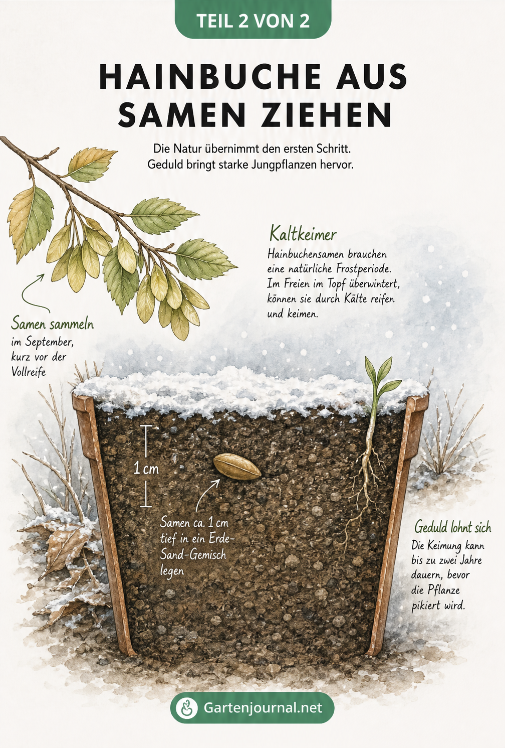 Querschnitt-Illustration zur Aussaat von Hainbuchensamen im Winter mit Darstellung der Kaltkeimung und des Keimlings