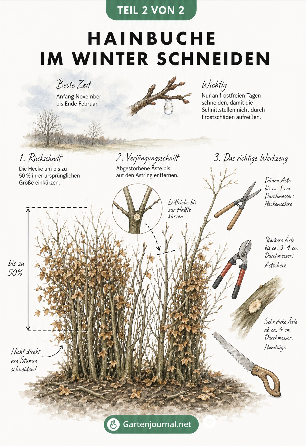 Illustration einer Hainbuchenhecke im Winter mit verschiedenen Schnitttechniken wie radikalem Rückschnitt und Verjüngungsschnitt