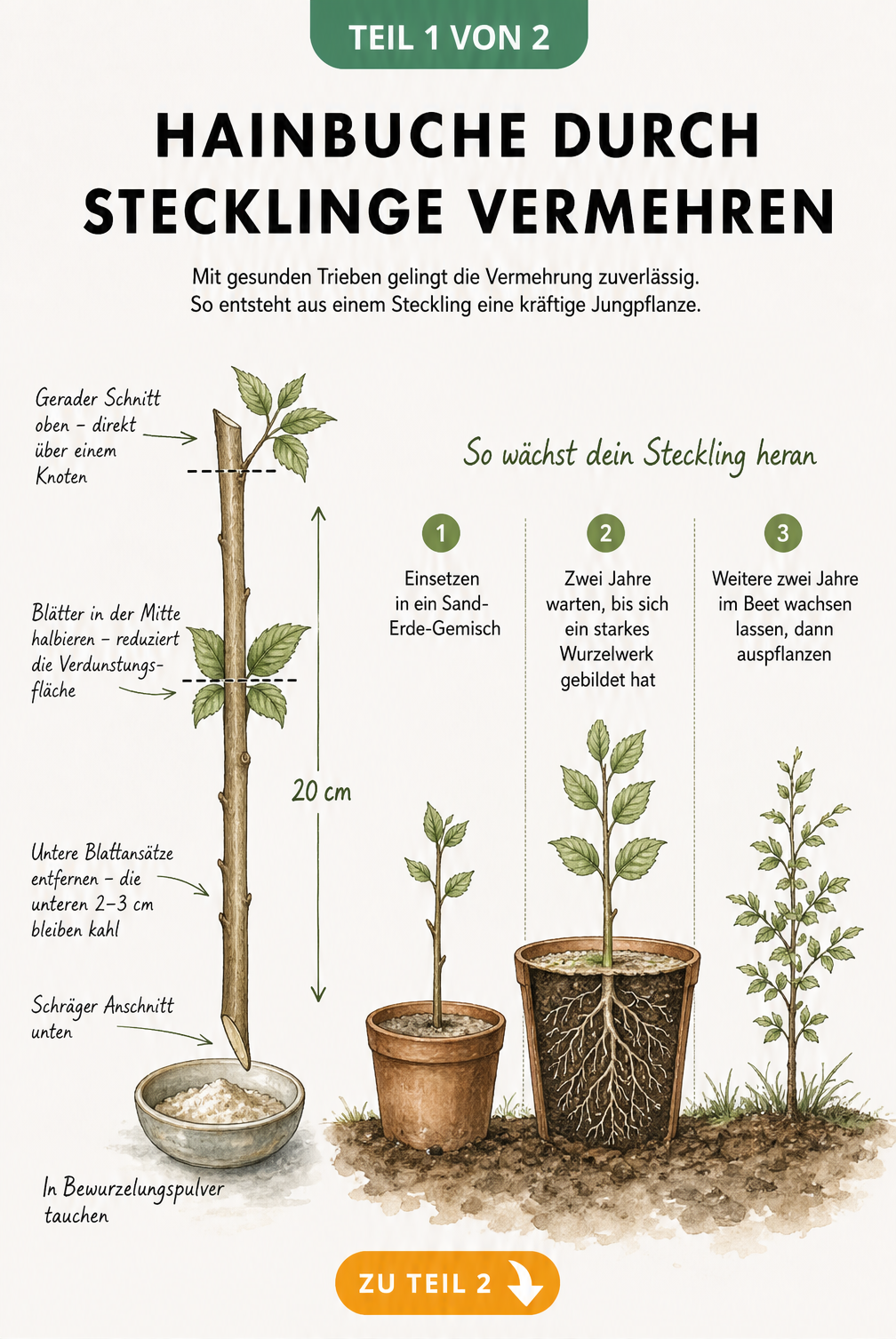 Botanische Illustration zur Vermehrung der Hainbuche durch Stecklinge mit Vorbereitung des Triebes und zeitlichem Ablauf der Wurzelbildung