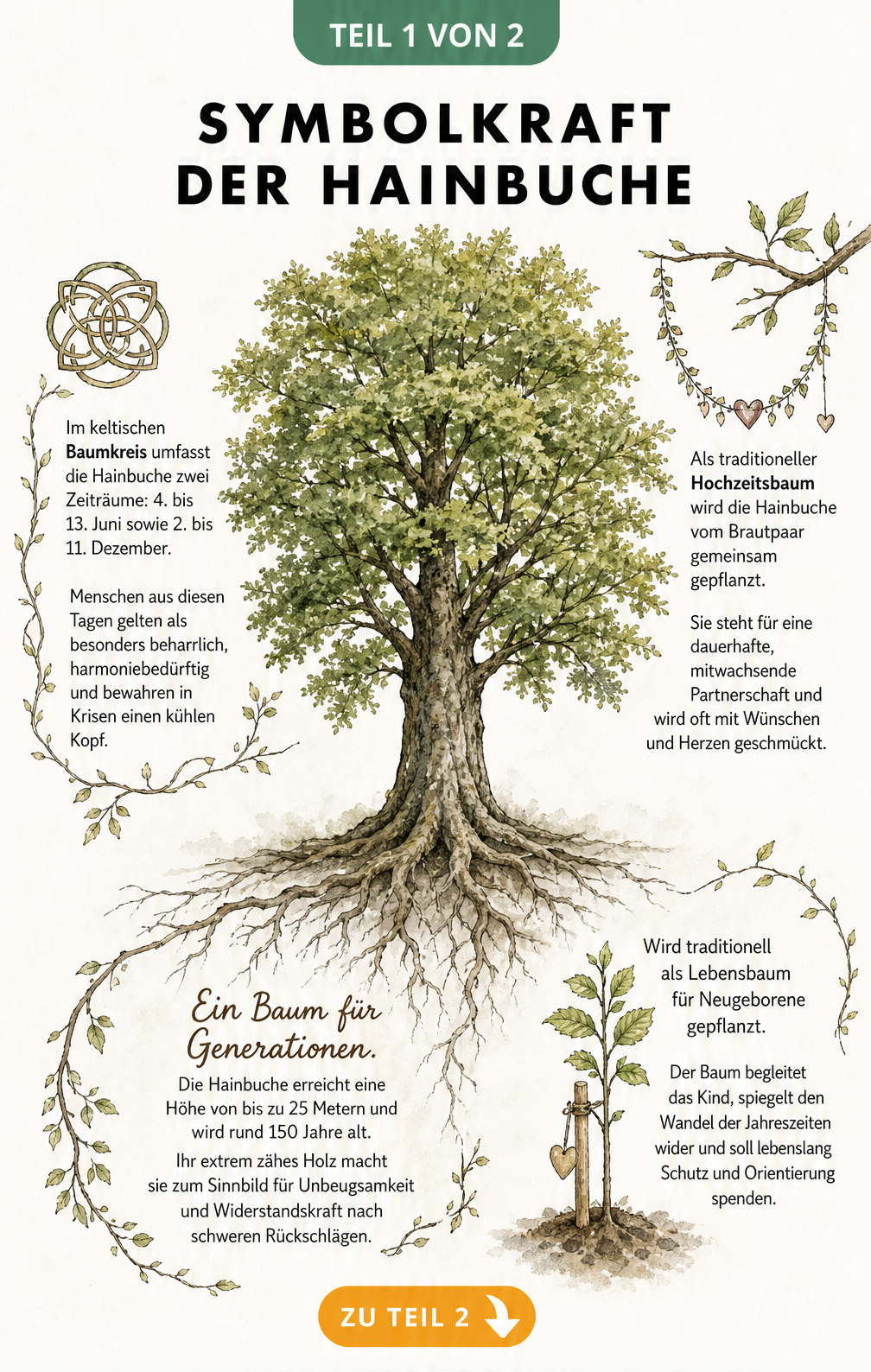 Botanische Illustration einer Hainbuche mit Texten zu ihrer Symbolik als Lebensbaum, Hochzeitsbaum und im keltischen Baumkreis