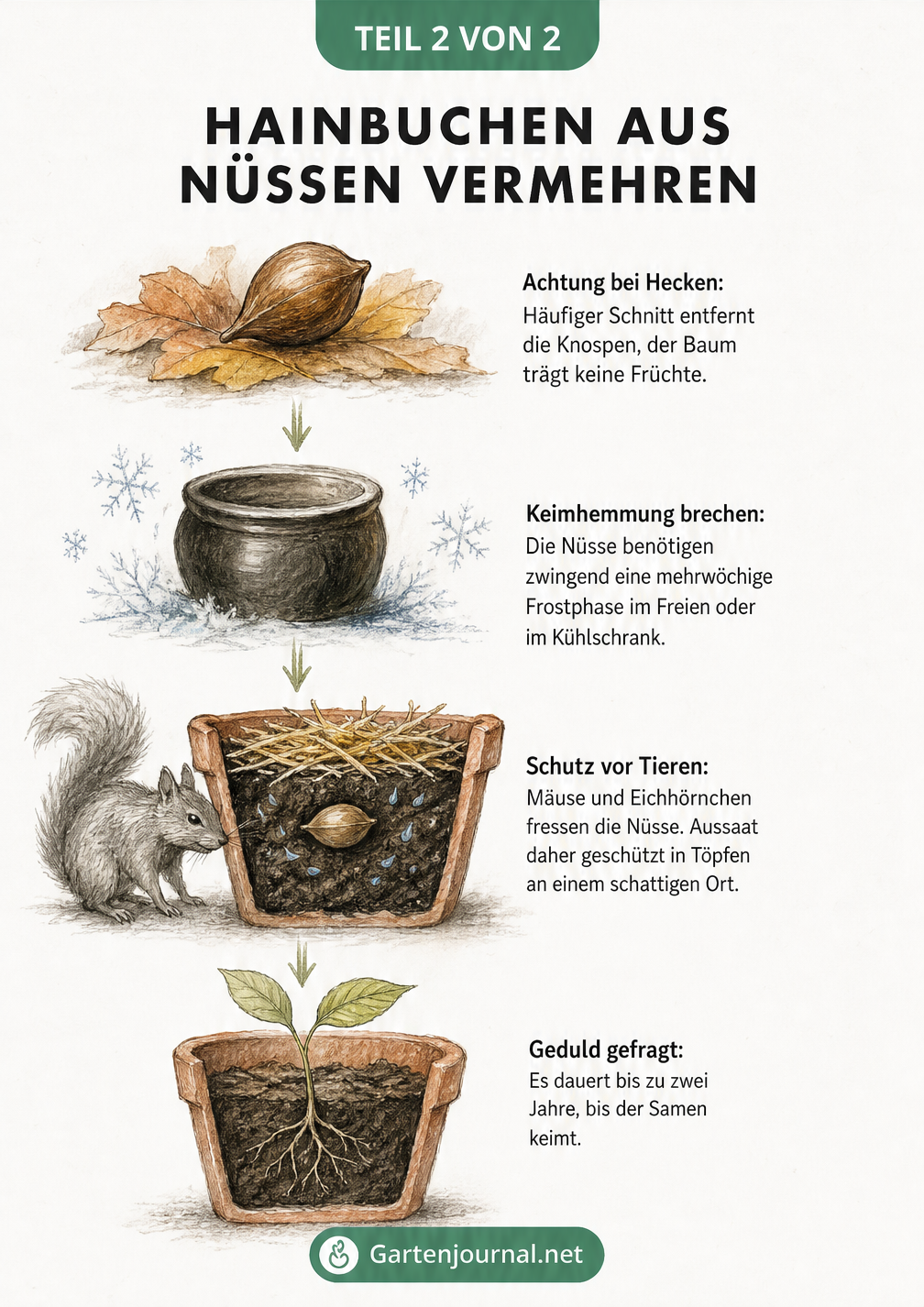 Illustration zur Vermehrung von Hainbuchen aus Nüssen, Kältebehandlung, Aussaat im Topf und Schutz vor Tieren