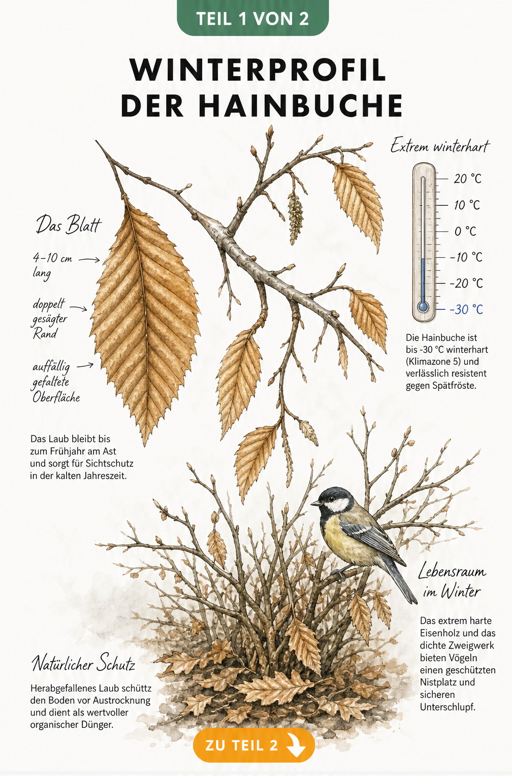Botanische Illustration eines Hainbuchenzweigs im Winter mit goldbraunen Blättern, Temperaturskala und Vogel im dichten Geäst