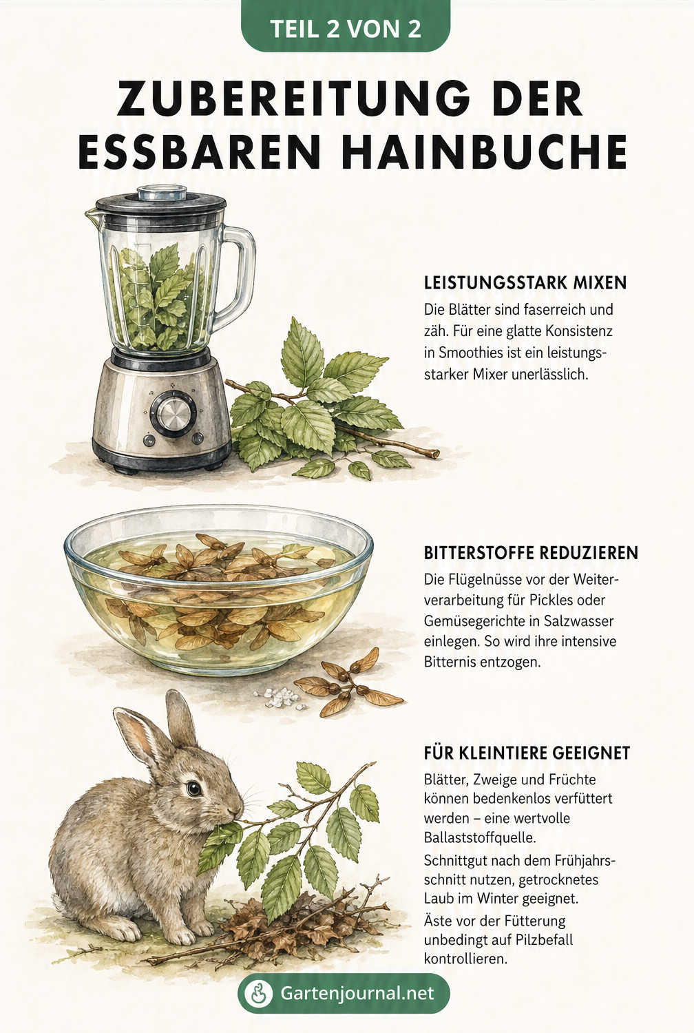 Aquarell-Illustration zur Zubereitung von Hainbuche: Mixer für Blätter, Schüssel mit Nüssen und Kaninchen