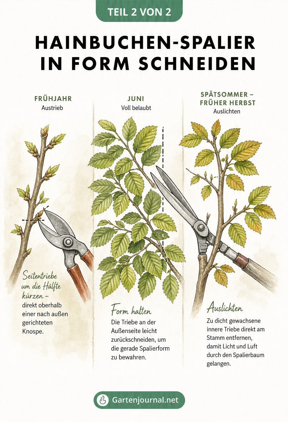 Dreiteilige Illustration zum Formschnitt eines Hainbuchen-Spaliers im Frühjahr, Juni und Spätsommer mit Gartenschere und Heckenschere
