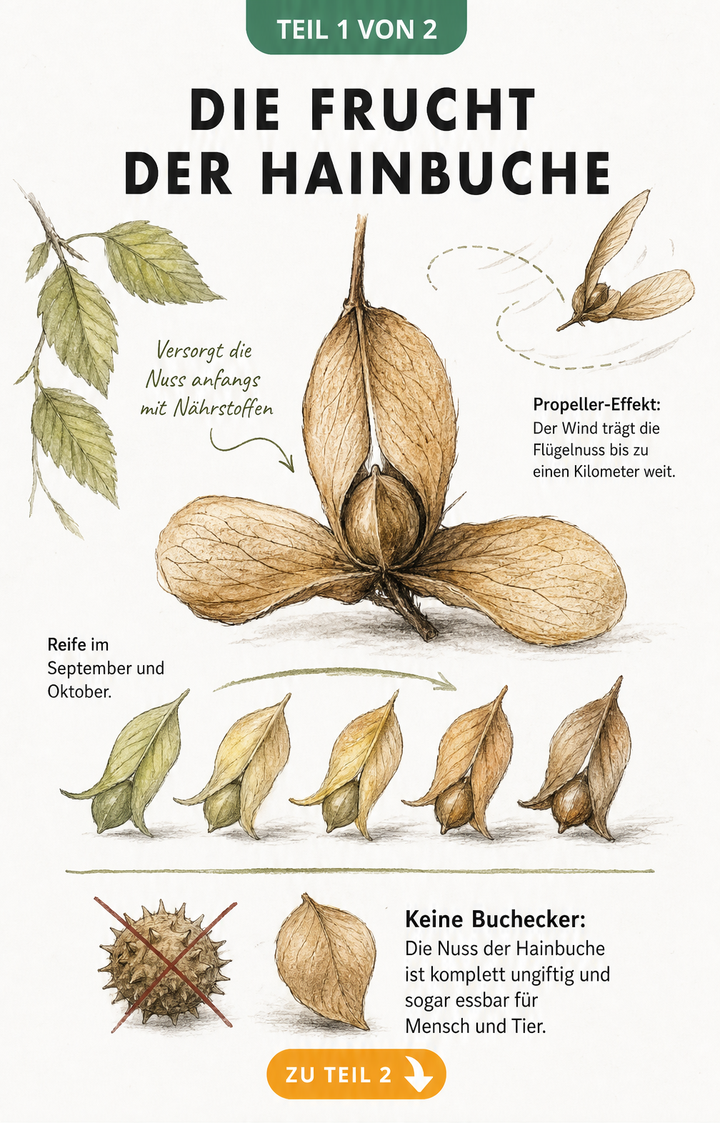 Botanische Illustration der Hainbuchenfrucht mit Nuss und dreiflügeligem Deckblatt, Reifeprozess und Abgrenzung zur Buchecker
