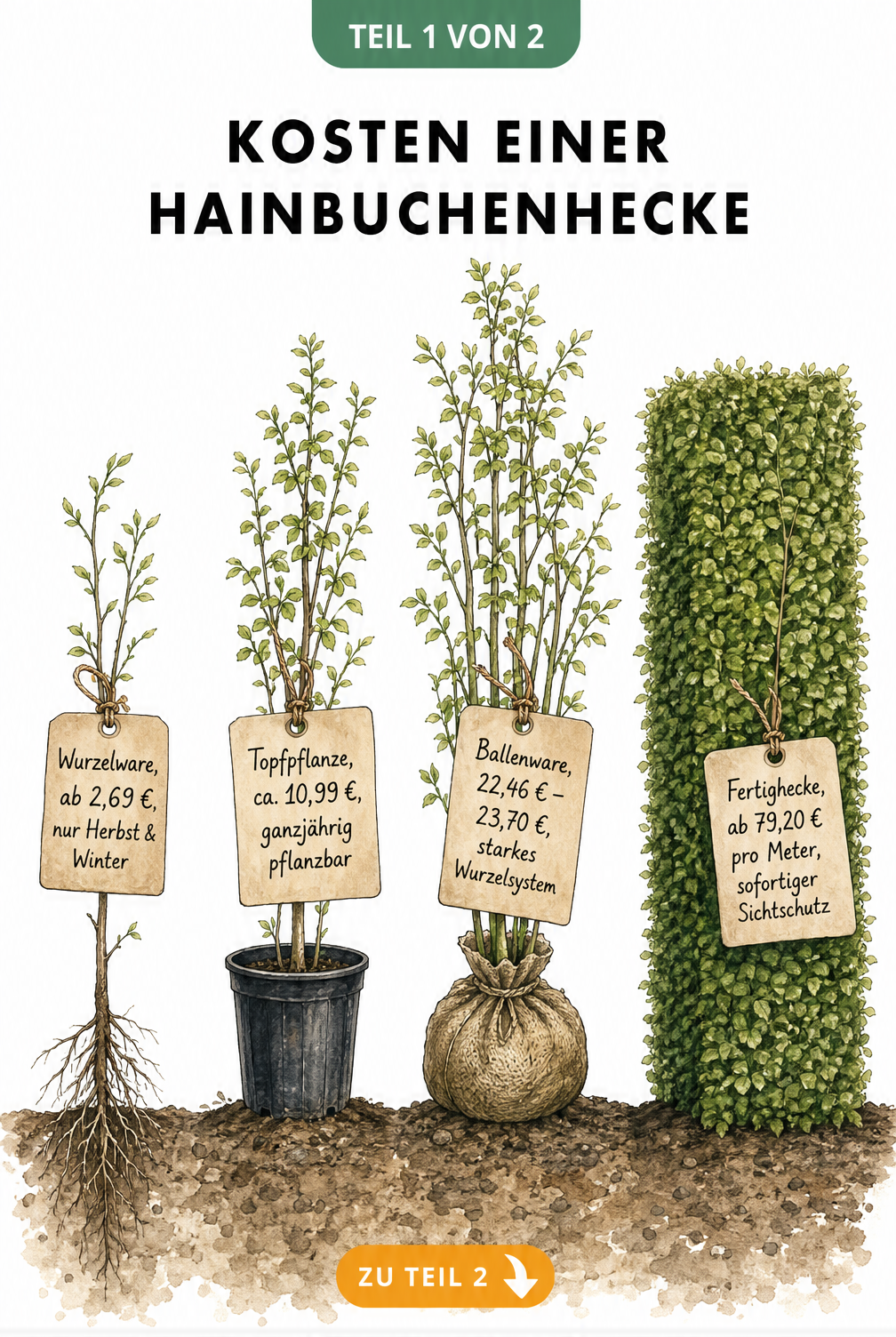 Illustration von vier Hainbuchen in verschiedenen Wuchsstadien und Lieferformen mit Preisetiketten