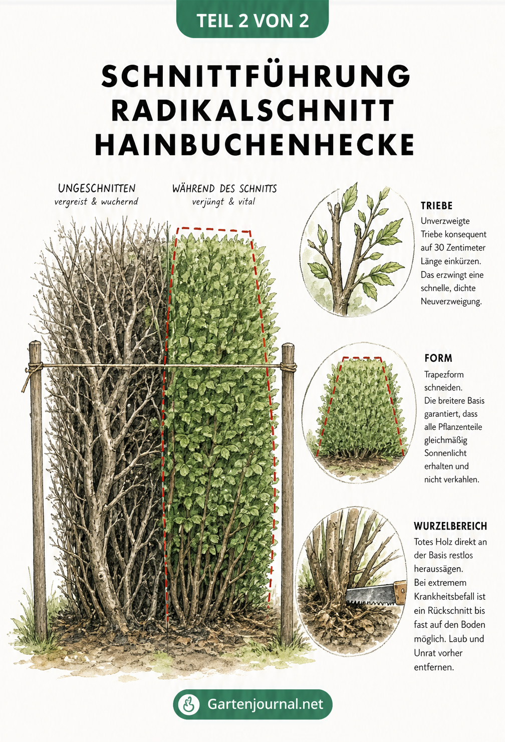 Querschnitt-Skizze einer Hainbuchenhecke, die die Trapezform und Schnittführung beim Radikalschnitt zeigt