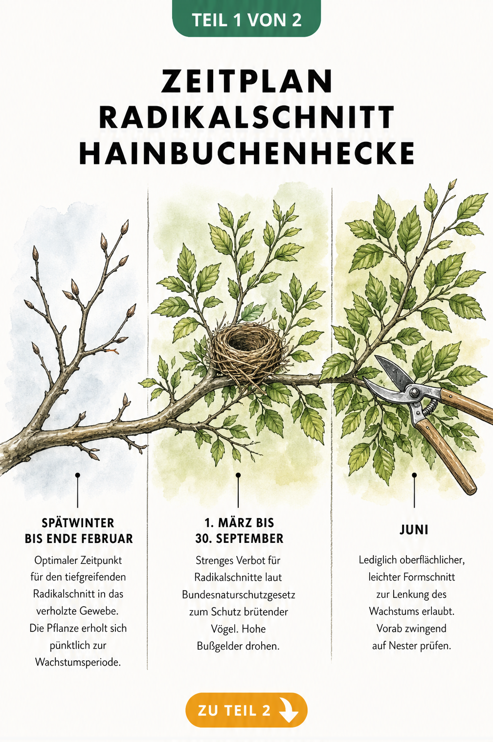 Illustration eines Hainbuchenastes im Jahresverlauf mit Markierungen für den optimalen Zeitpunkt eines Radikalschnitts