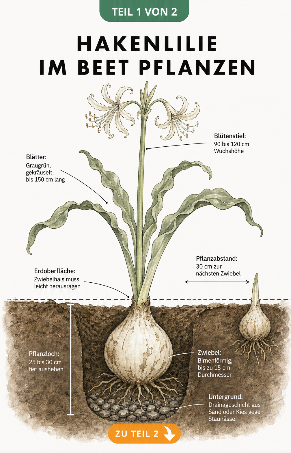 Botanische Schnittdarstellung einer Hakenlilie im Beet mit Pflanztiefe und Drainage