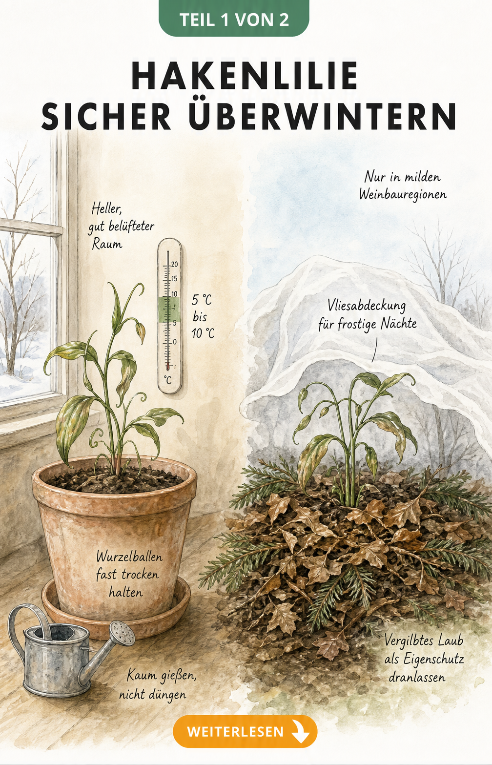 Illustration zur Überwinterung der Hakenlilie im Kübel bei 5 bis 10 Grad und im Freiland mit Laub und Wintervlies
