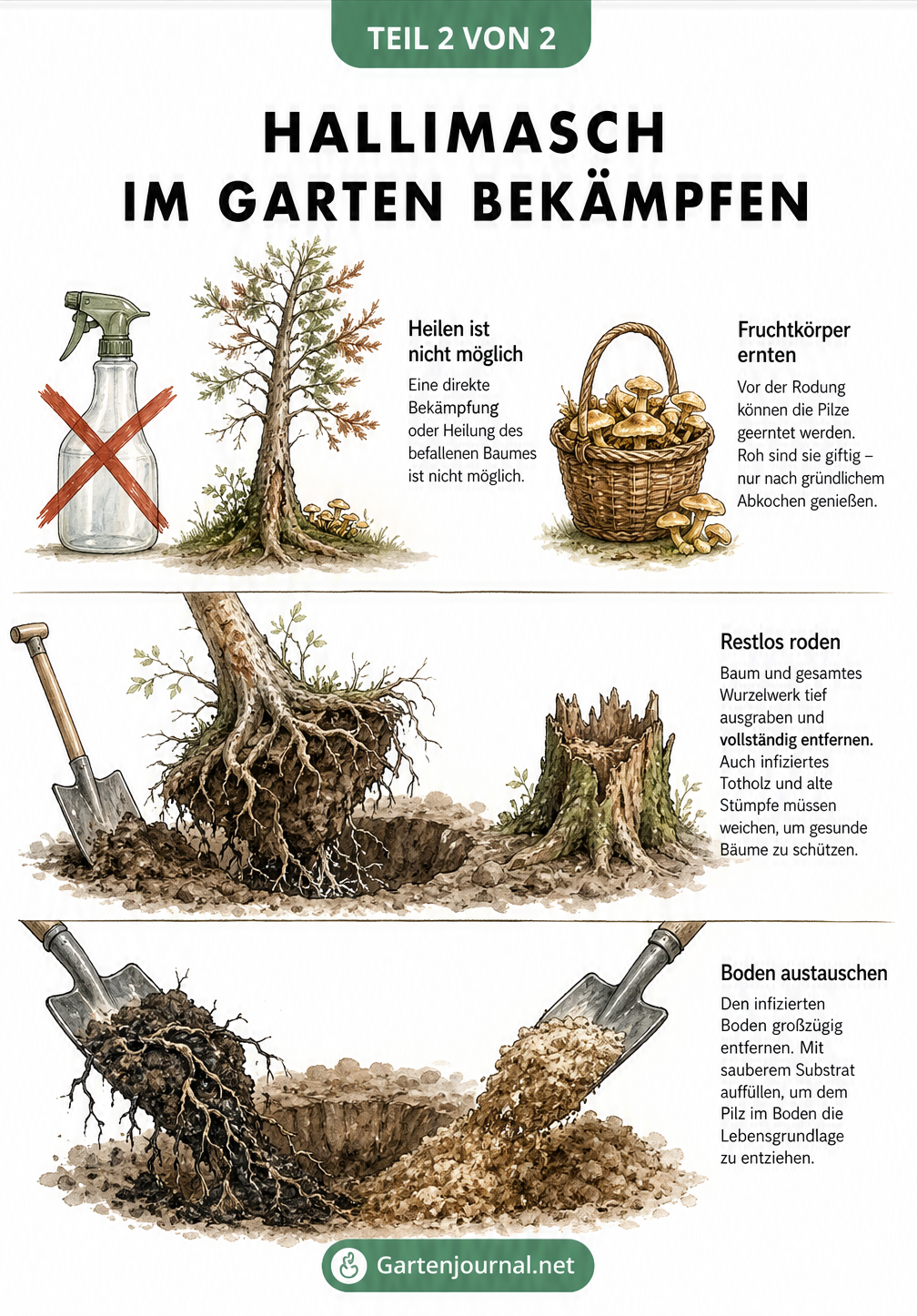 Skizze zur Rodung eines mit Hallimasch befallenen Baumes inklusive Wurzelwerk und Bodenaustausch