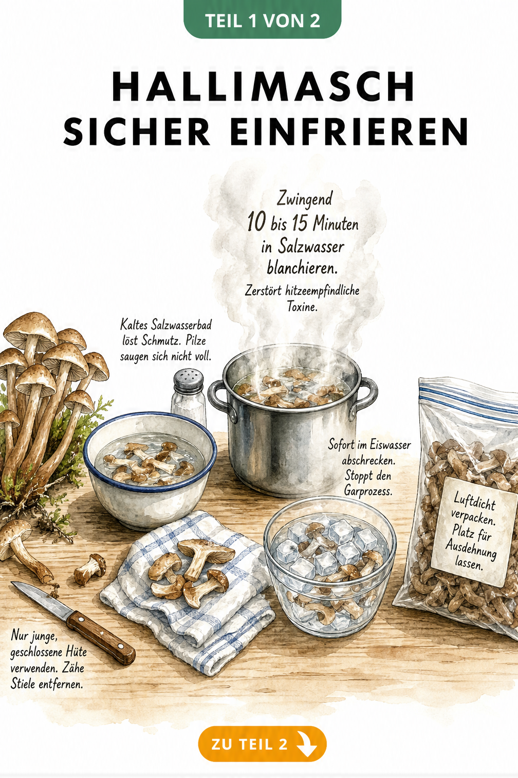 Illustration der Vorbereitung von Hallimasch zum Einfrieren: Pilze putzen, in Salzwasser baden, blanchieren und in Eiswasser abschrecken.