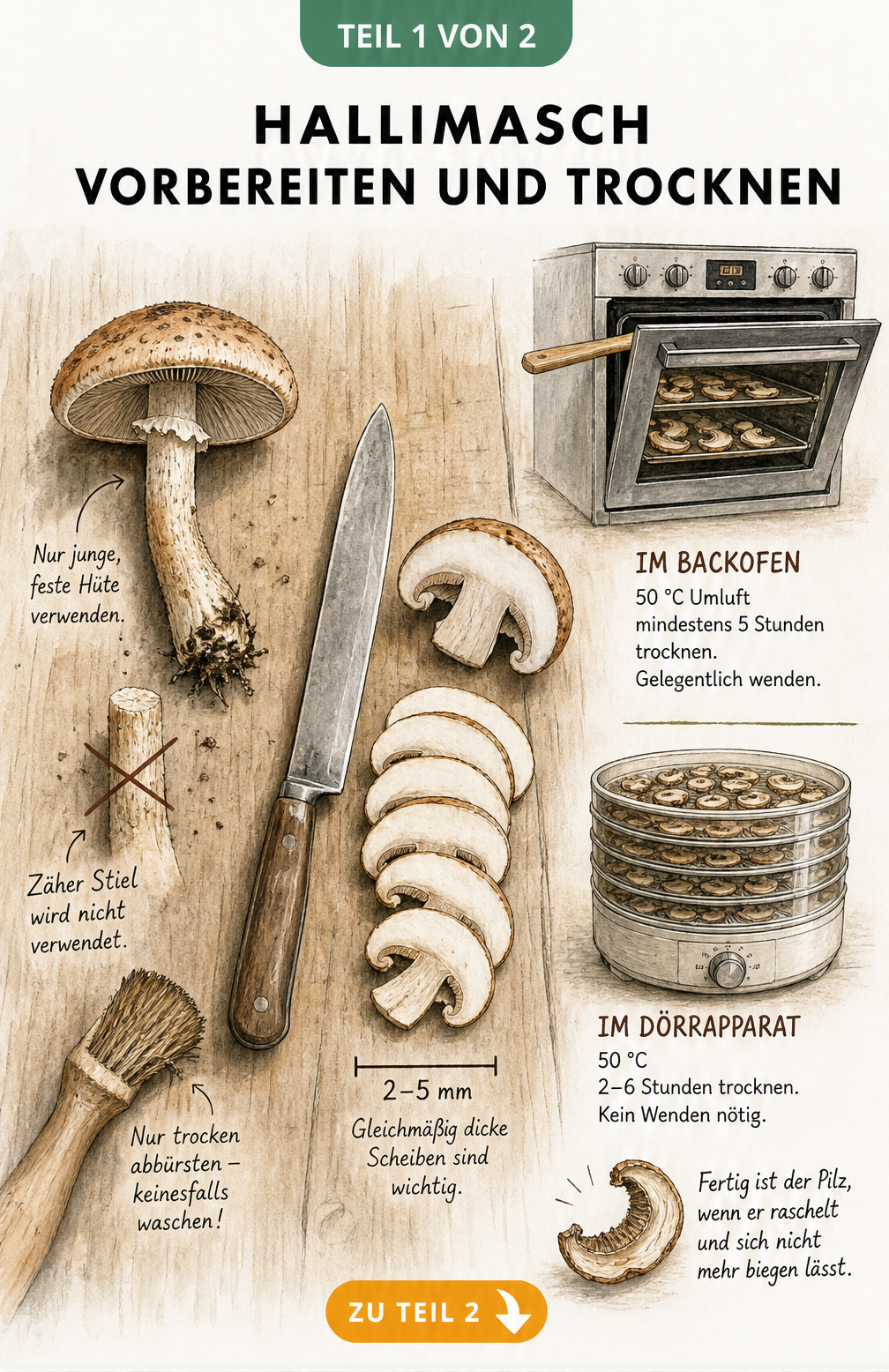 Illustration zur Vorbereitung und Trocknung von Hallimasch-Pilzen mit Messer, Pilzbürste, Backofen und Dörrapparat