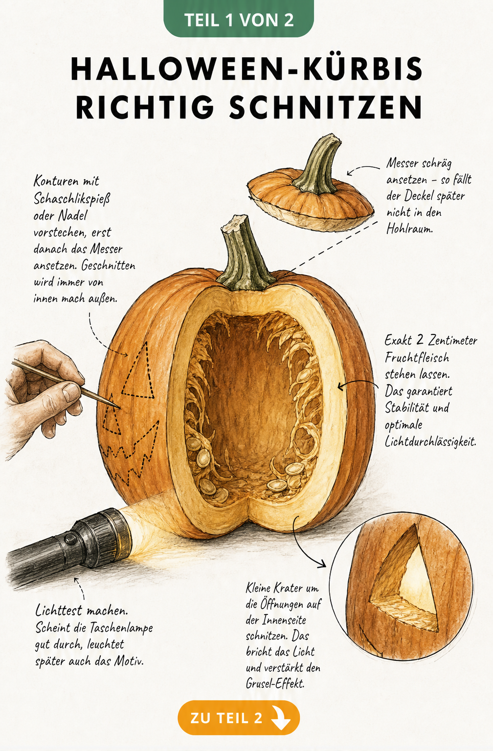 Querschnitt eines Halloween-Kürbisses mit Anleitung zum richtigen Schnitzen, Deckel schräg schneiden und Wandstärke von 2 cm