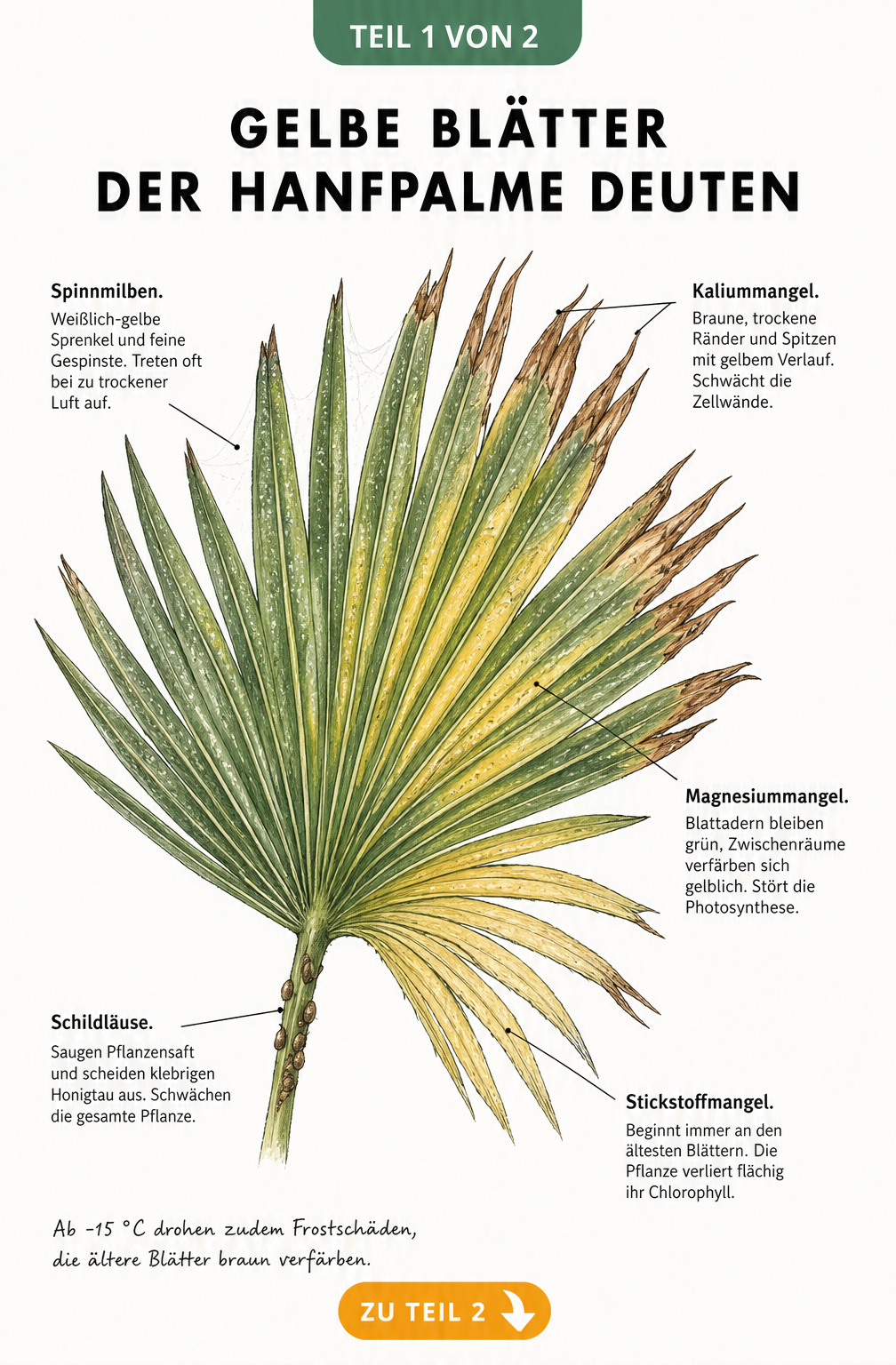 Botanische Zeichnung eines Hanfpalmen-Wedels mit Schadbildern wie gelben Blättern durch Nährstoffmangel und Schädlinge