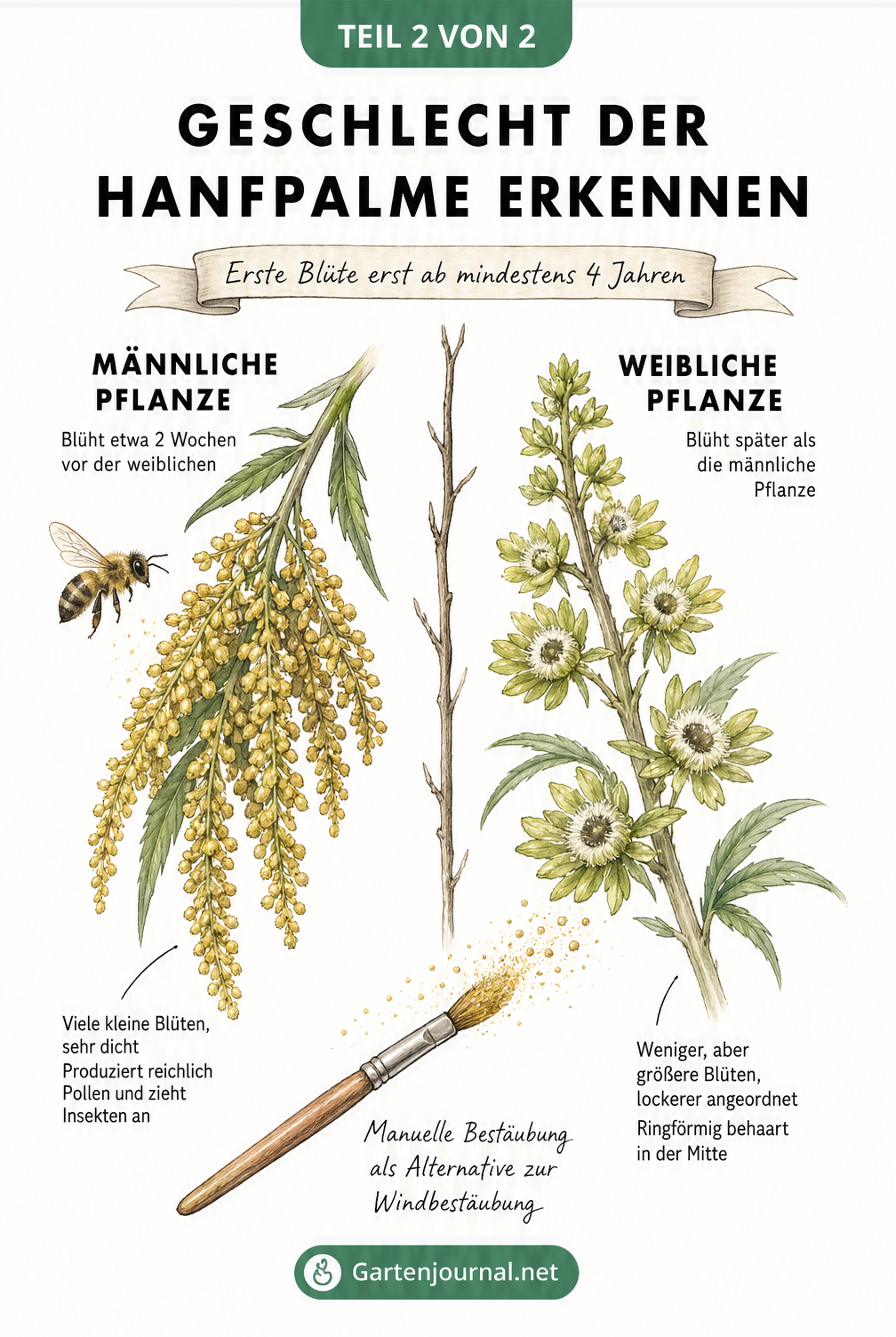 Vergleich von männlichen und weiblichen Blütenständen der Hanfpalme mit Bestäubungspinsel