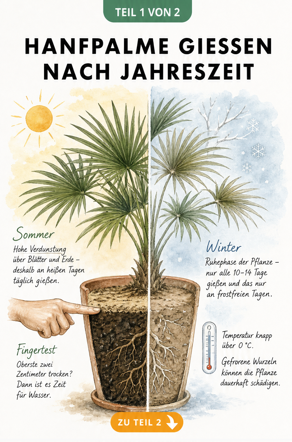 Botanische Illustration einer Hanfpalme im Querschnitt, die den Wasserbedarf im Sommer und Winter vergleicht.