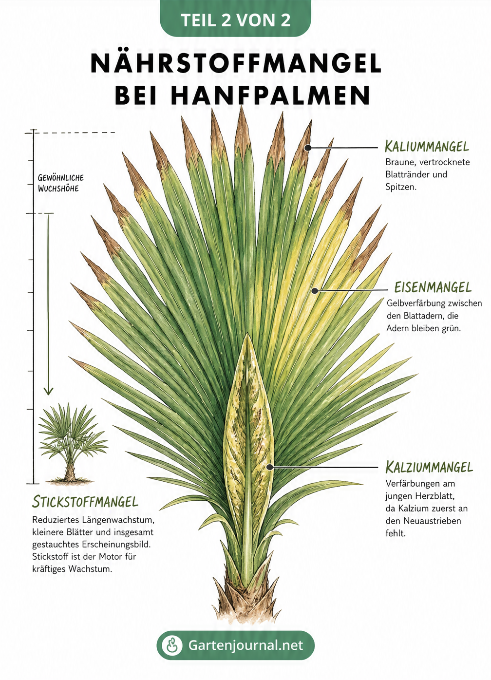 Detaillierte Zeichnung eines Palmwedels, die verschiedene Schadbilder wie braune Ränder und gelbe Verfärbungen durch Nährstoffmangel zeigt