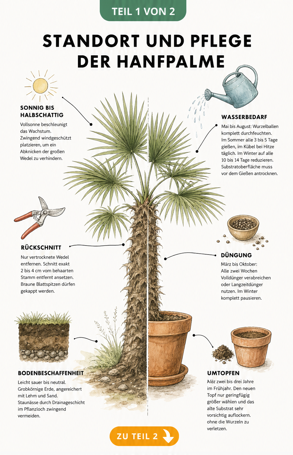 Illustration einer Hanfpalme im Freiland und im Kübel mit Pflegetipps zu Standort, Gießen und Düngen