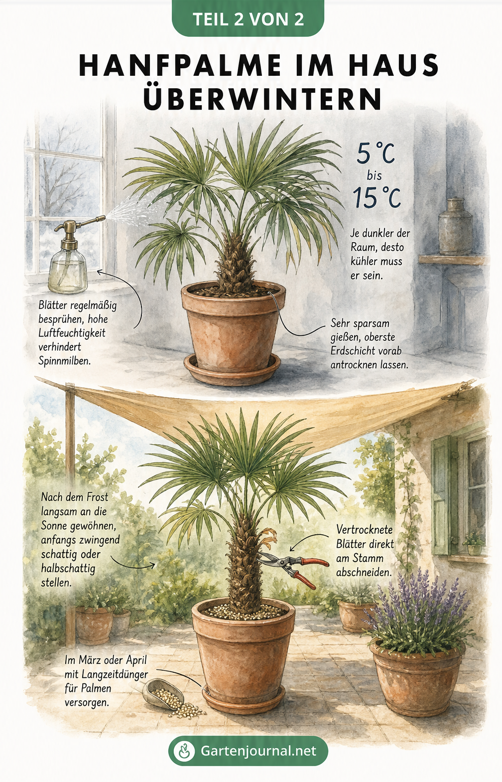 Illustration einer Hanfpalme im Kübel im Haus bei 5 bis 15 Grad und später draußen im Frühjahr mit Sonnensegel und Dünger.
