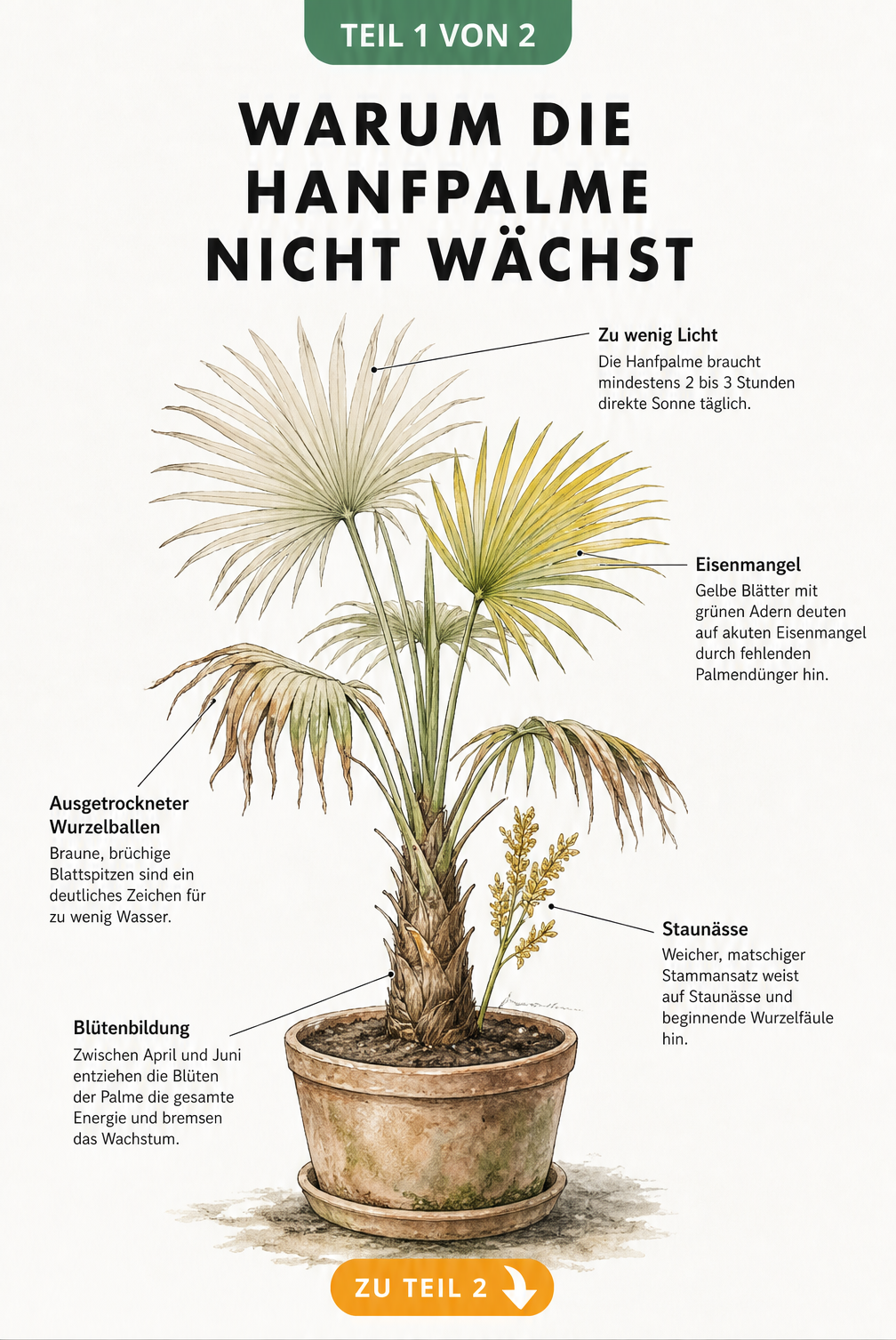 Botanische Illustration einer kränkelnden Hanfpalme im Topf mit Hinweisen auf Lichtmangel, Eisenmangel, Trockenheit und Staunässe