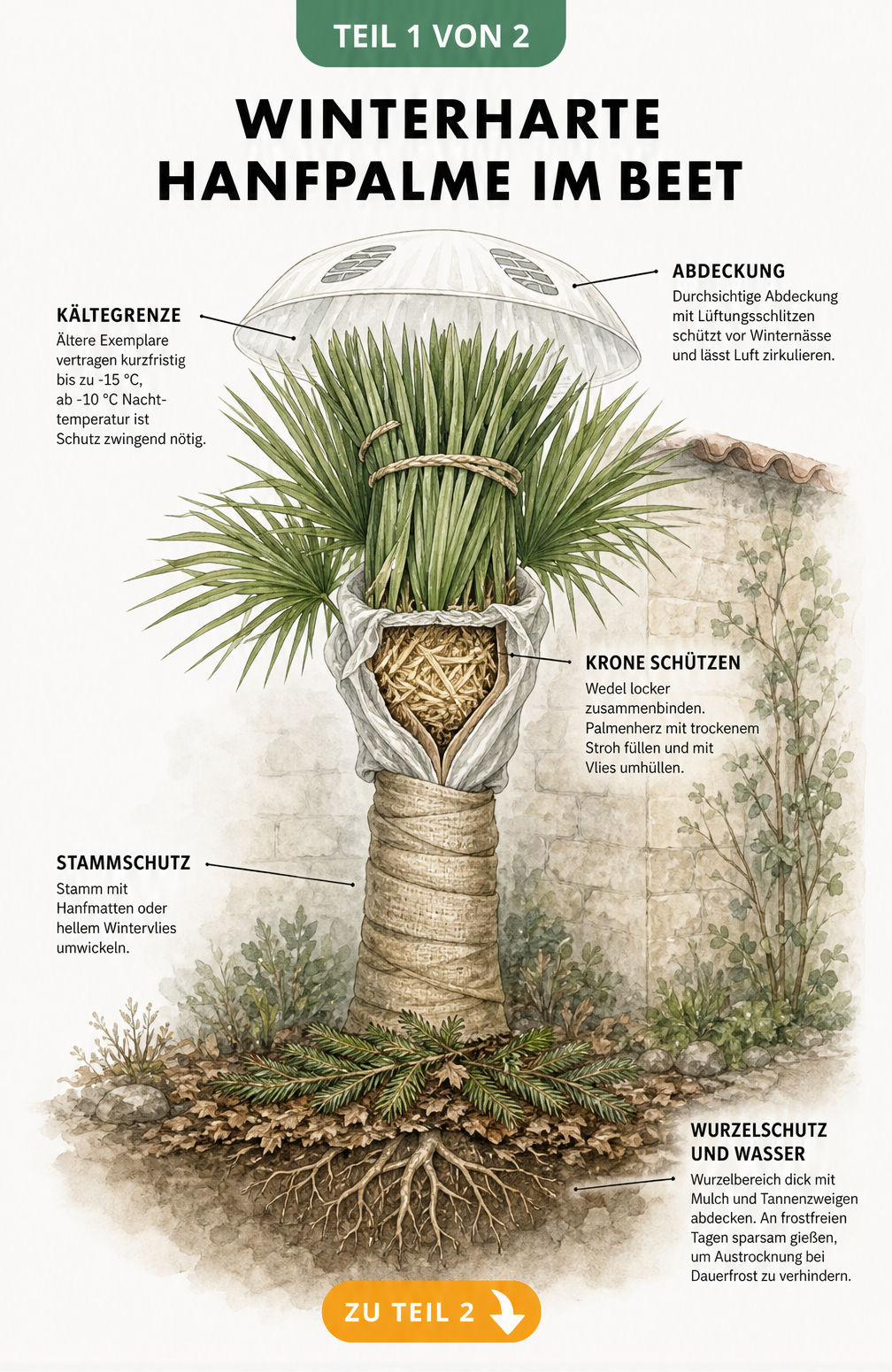 Illustration einer winterharten Hanfpalme im Beet mit Schutzmaßnahmen wie Vlies, Stroh und Mulch