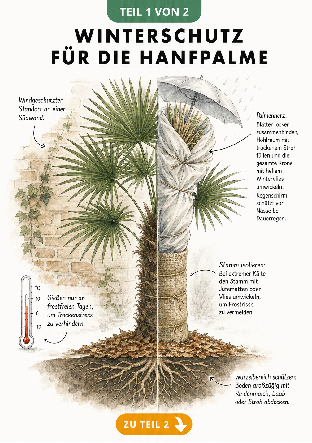 Illustration einer Hanfpalme im Garten mit Winterschutz: Blätter zusammengebunden, Krone mit Vlies umwickelt, Stamm isoliert und Boden gemulcht.