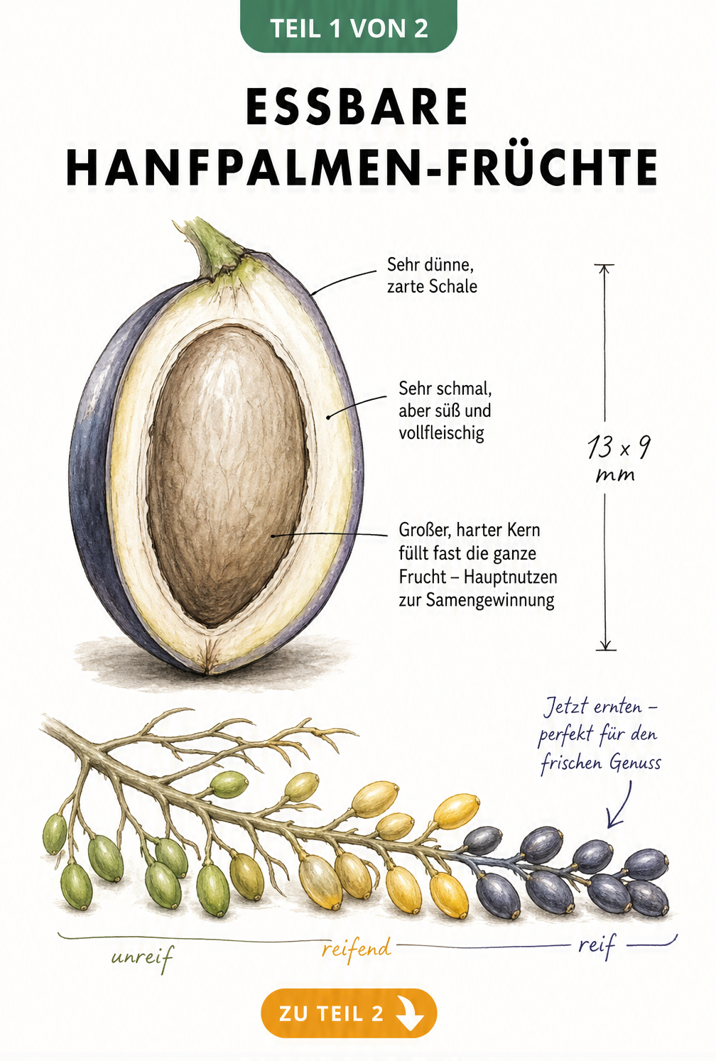 Schnittdarstellung einer reifen Hanfpalmen-Frucht mit Maßangaben und Farbverlauf der Reifephasen