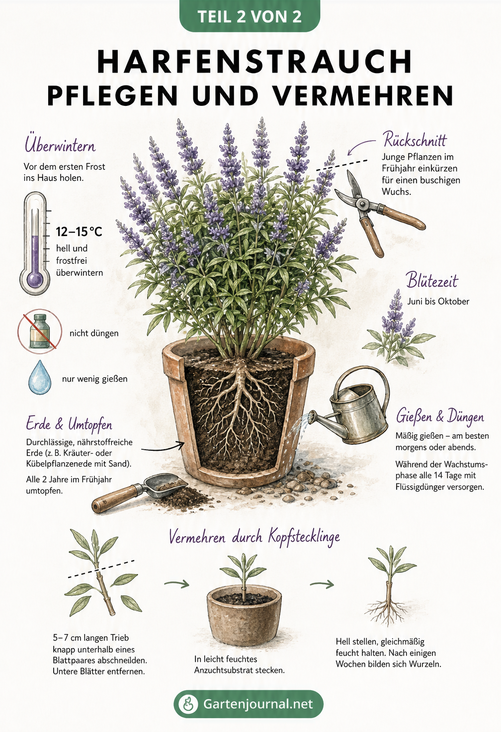 Botanische Illustration eines Harfenstrauchs mit Pflegehinweisen zu Gießen, Düngen, Rückschnitt, Überwinterung und Vermehrung durch Stecklinge.