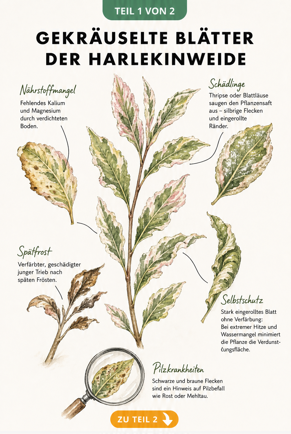 Botanische Illustration eines Harlekinweiden-Zweigs mit gekräuselten Blättern durch Nährstoffmangel, Schädlinge, Frost und Hitze