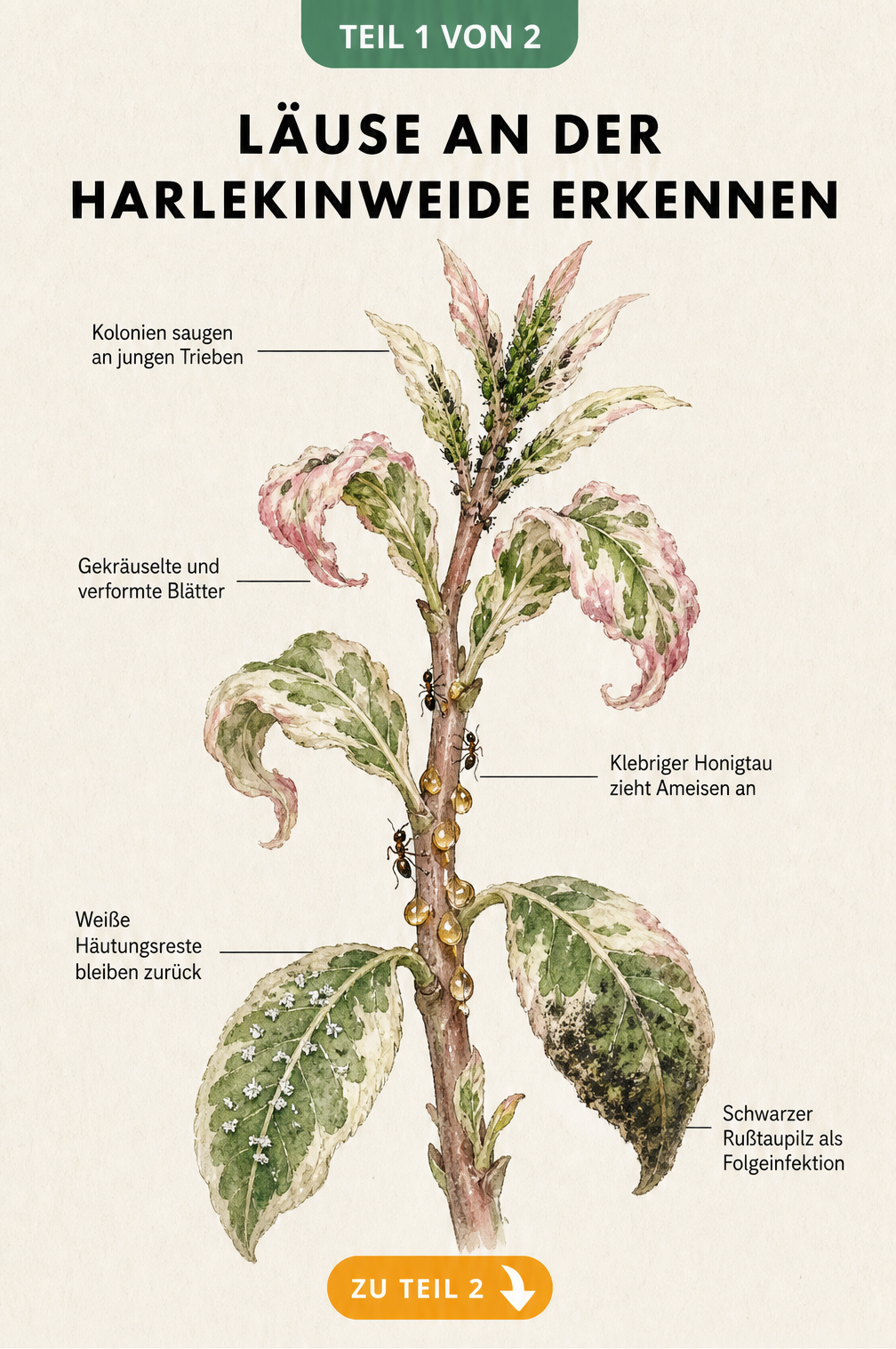Botanische Illustration eines Harlekinweiden-Zweiges mit Blattlausbefall, eingerollten Blättern, Honigtau und Rußtaupilz