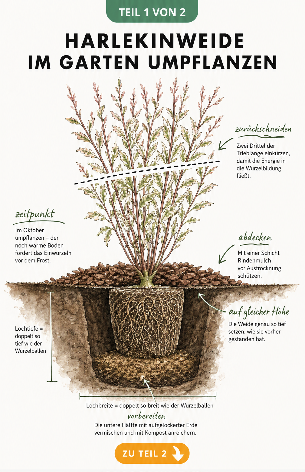Querschnitt eines Gartenbodens mit einer frisch eingepflanzten Harlekinweide, Rindenmulch und Maßlinien für das Pflanzloch