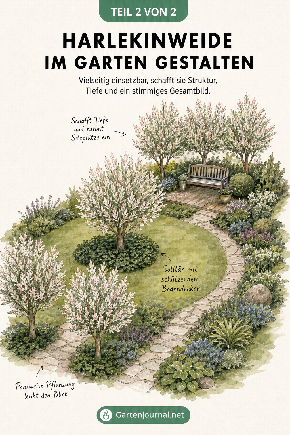 Isometrische Gartenarchitektur-Skizze, die Harlekinweiden als Solitär, in Gruppen und als Wegbegleiter in der Gartengestaltung zeigt.