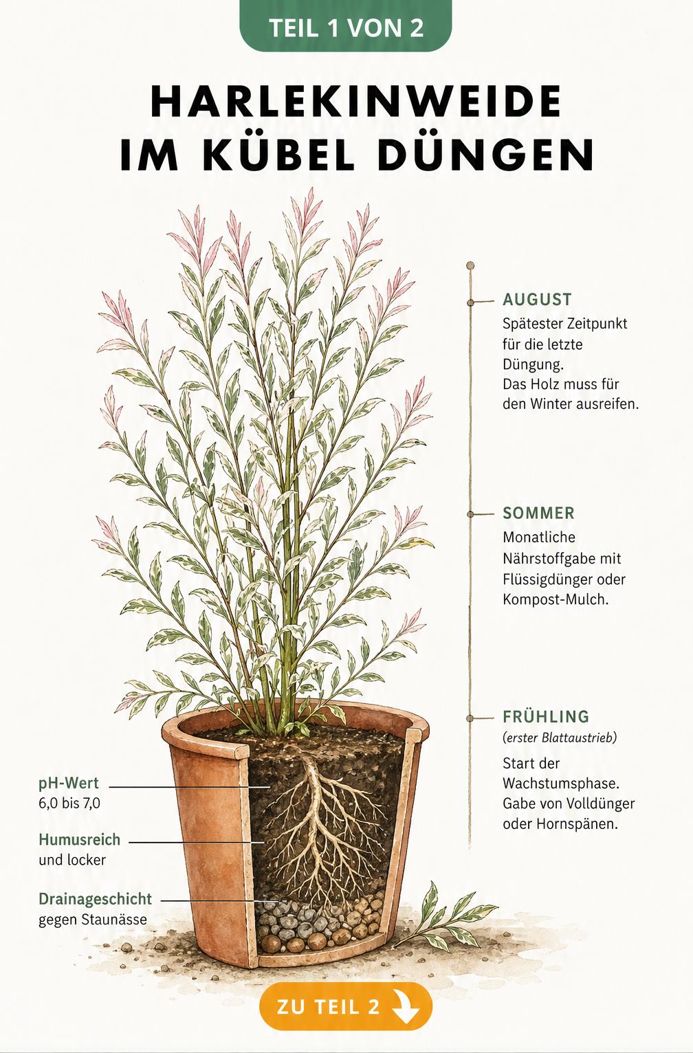 Botanische Illustration einer Harlekinweide im Kübel mit Schnittmodell der Erdschichten und Zeitachse für den Dünge-Rhythmus