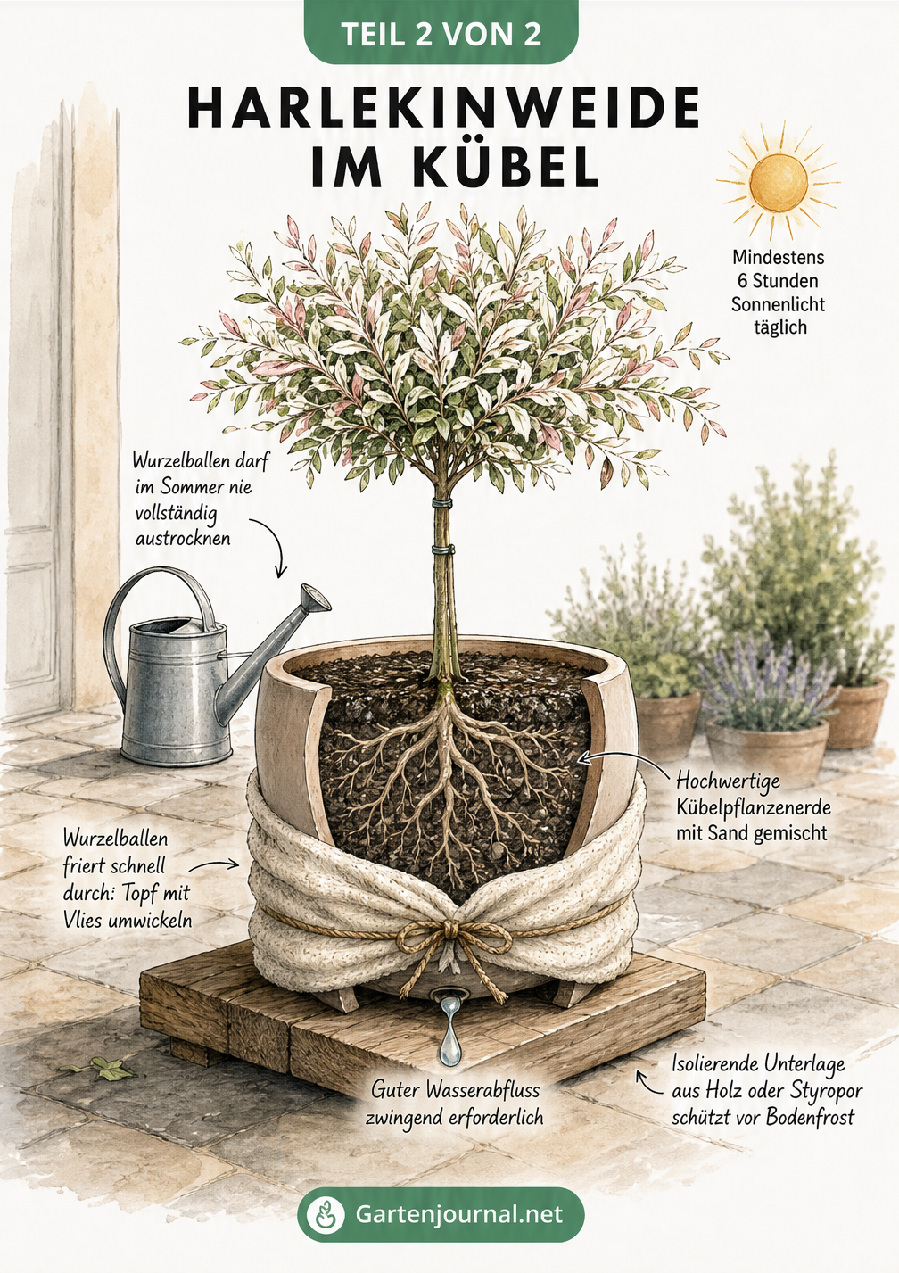 Illustration einer Harlekinweide im Kübel mit Tipps zu Erde, Gießen und Winterschutz