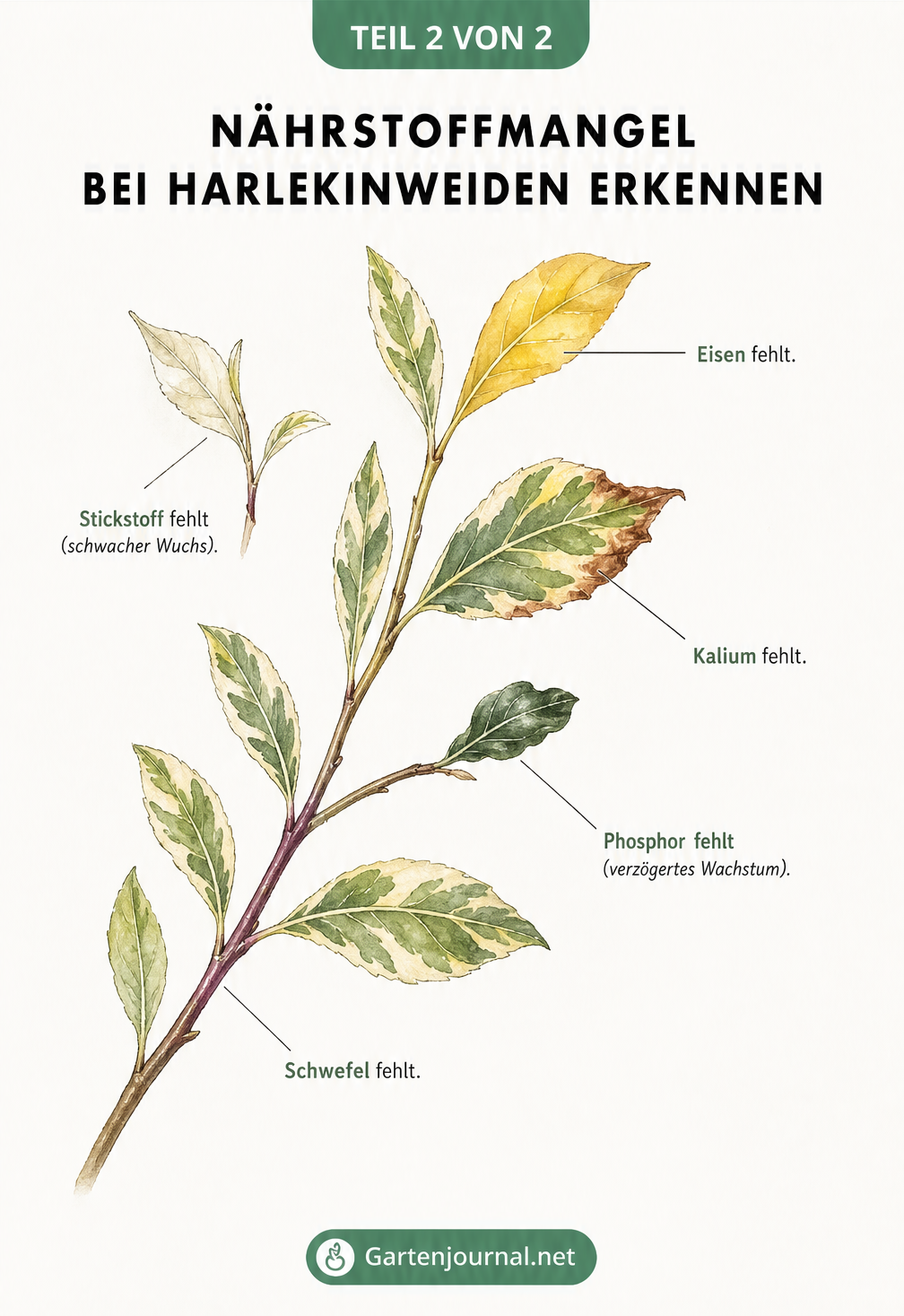 Illustration eines Harlekinweiden-Zweigs, der verschiedene Nährstoffmängel wie Eisen-, Stickstoff-, Kalium-, Phosphor- und Schwefelmangel an den Blättern zeigt