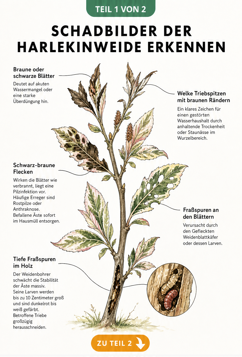 Botanische Illustration eines Harlekinweiden-Zweigs mit verschiedenen Schadbildern wie braunen Blättern, welken Triebspitzen und Fraßspuren.