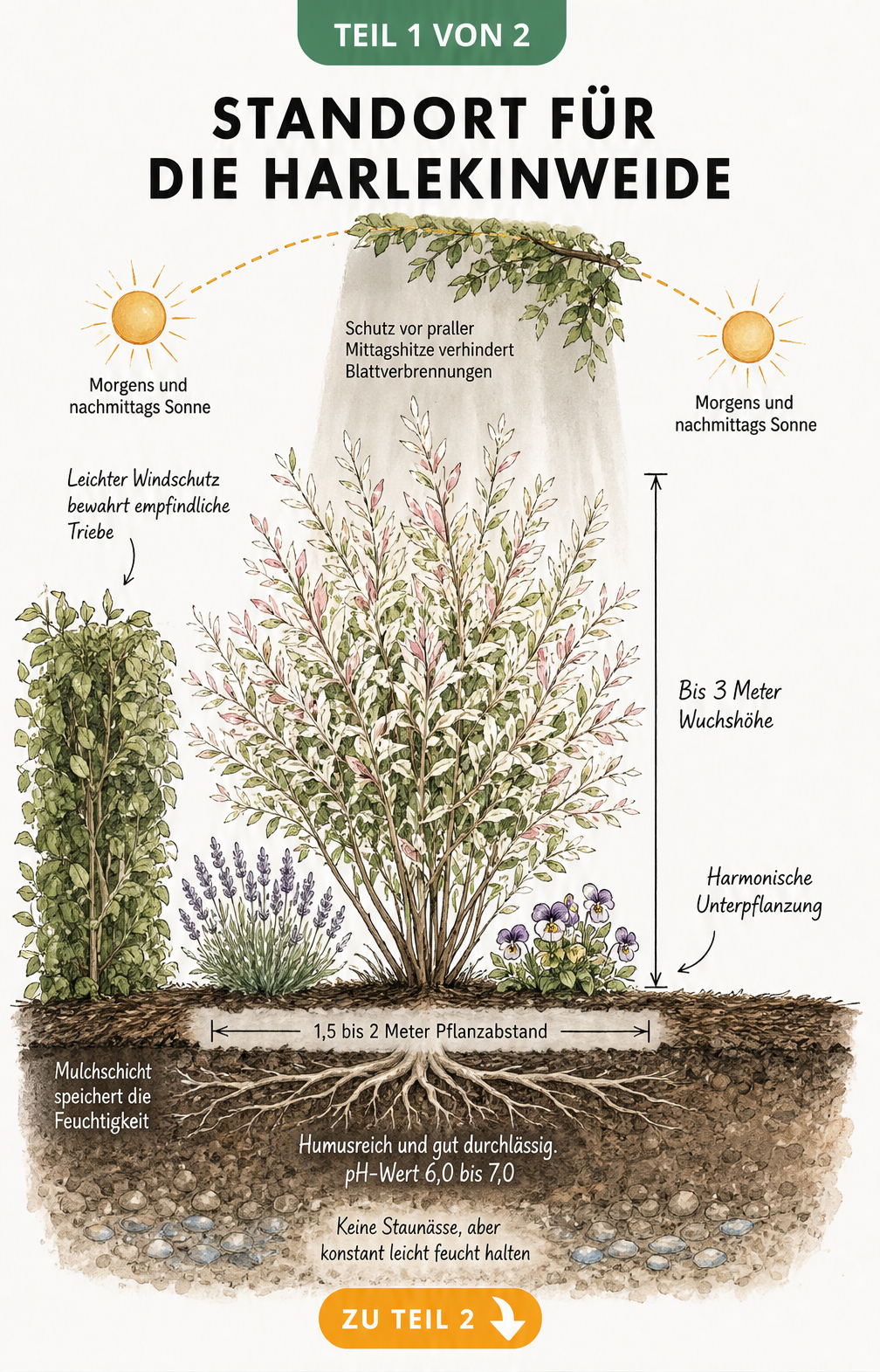 Illustration einer Harlekinweide im Garten mit Hinweisen zu Standort, Boden und Unterpflanzung