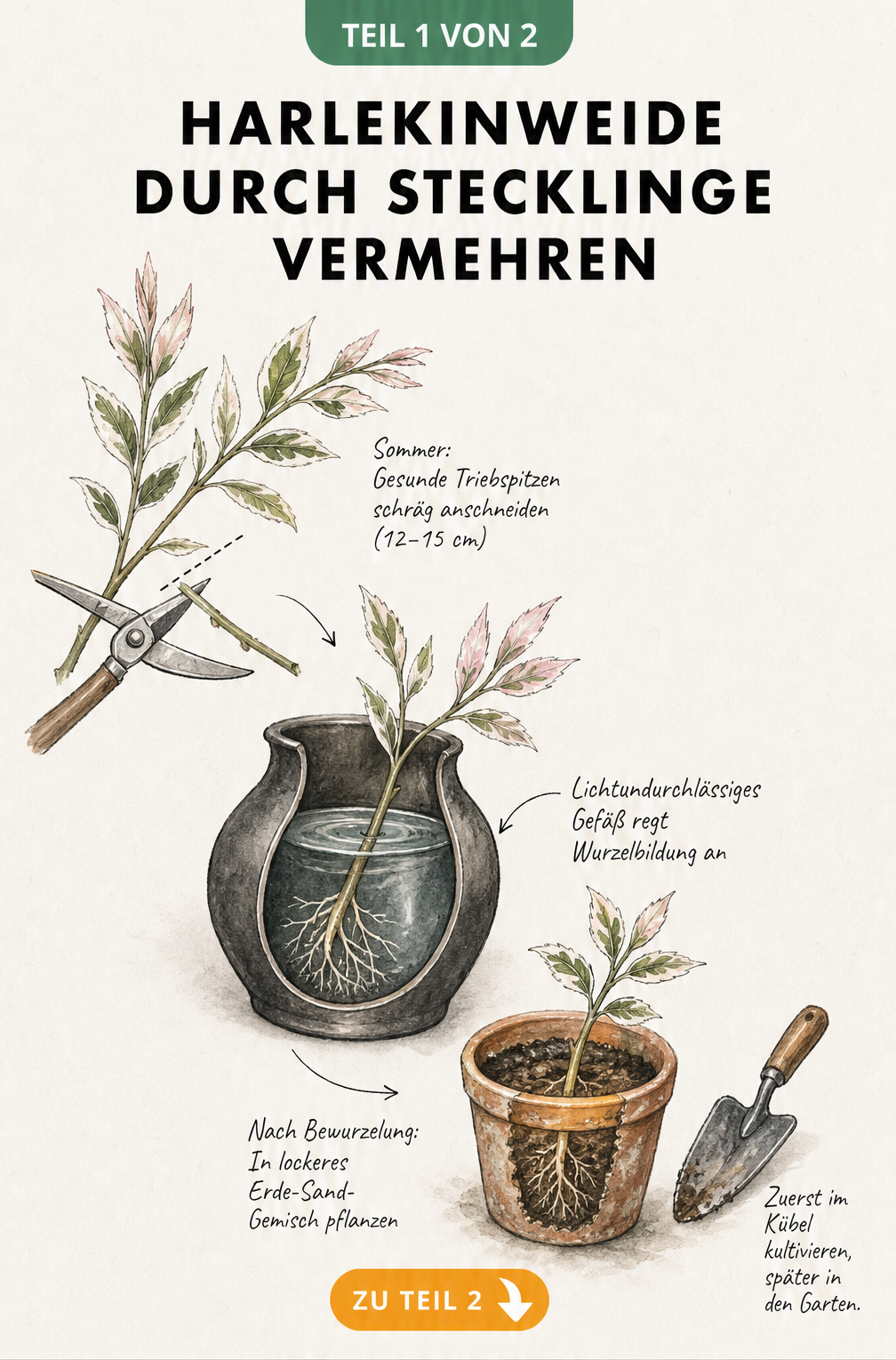 Botanische Illustration zur Vermehrung der Harlekinweide durch Stecklinge im Wasserglas und anschließende Pflanzung im Topf