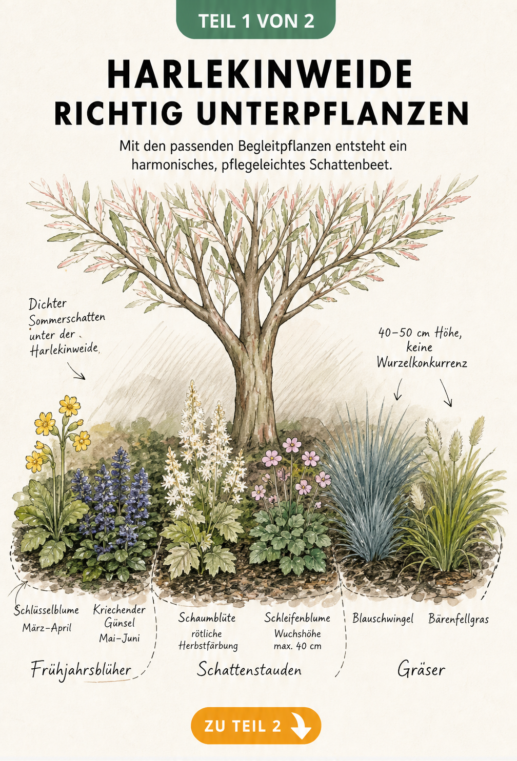 Botanische Illustration einer Harlekinweide mit passenden Begleitpflanzen wie Schlüsselblume, Schaumblüte und Blauschwingel im Wurzelbereich.