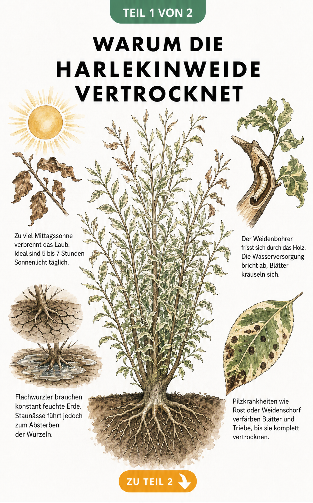 Illustration einer Harlekinweide im Querschnitt mit Detailansichten zu vertrockneten Blättern, Wurzelballen, Weidenbohrer und Pilzkrankheiten