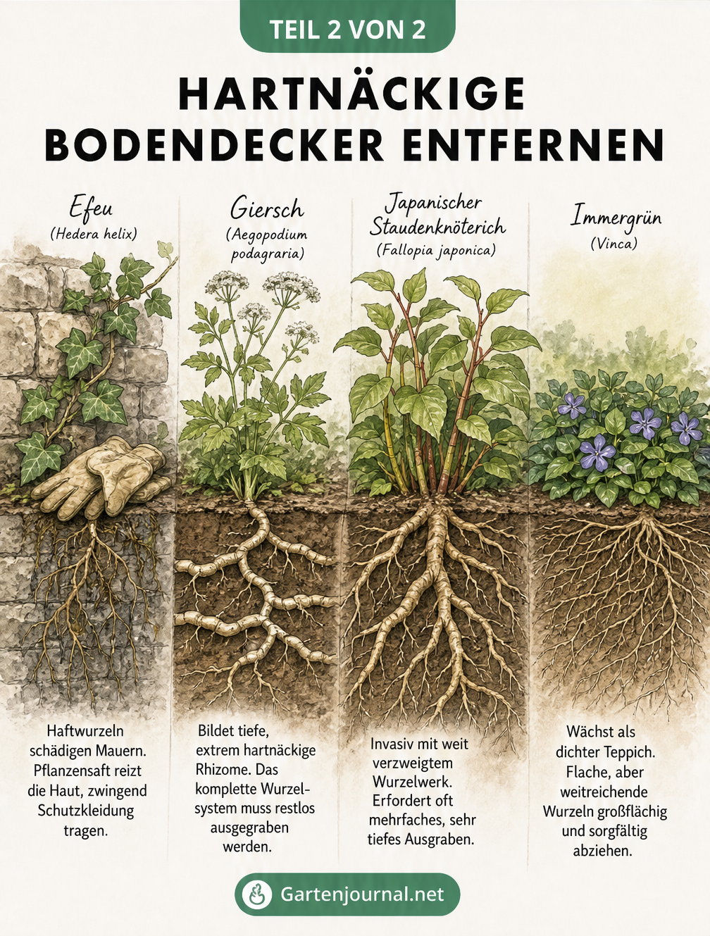 Botanische Illustration von Efeu, Giersch, Japanischem Staudenknöterich und Immergrün mit Fokus auf deren unterschiedliche Wurzelwerke.