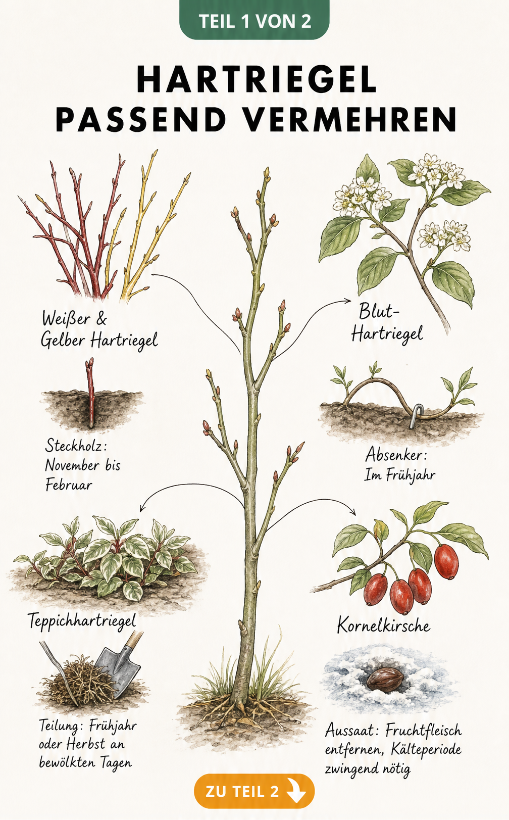 Botanische Illustration verschiedener Hartriegel-Arten und ihrer passenden Vermehrungsmethoden wie Steckholz, Absenker, Teilung und Aussaat