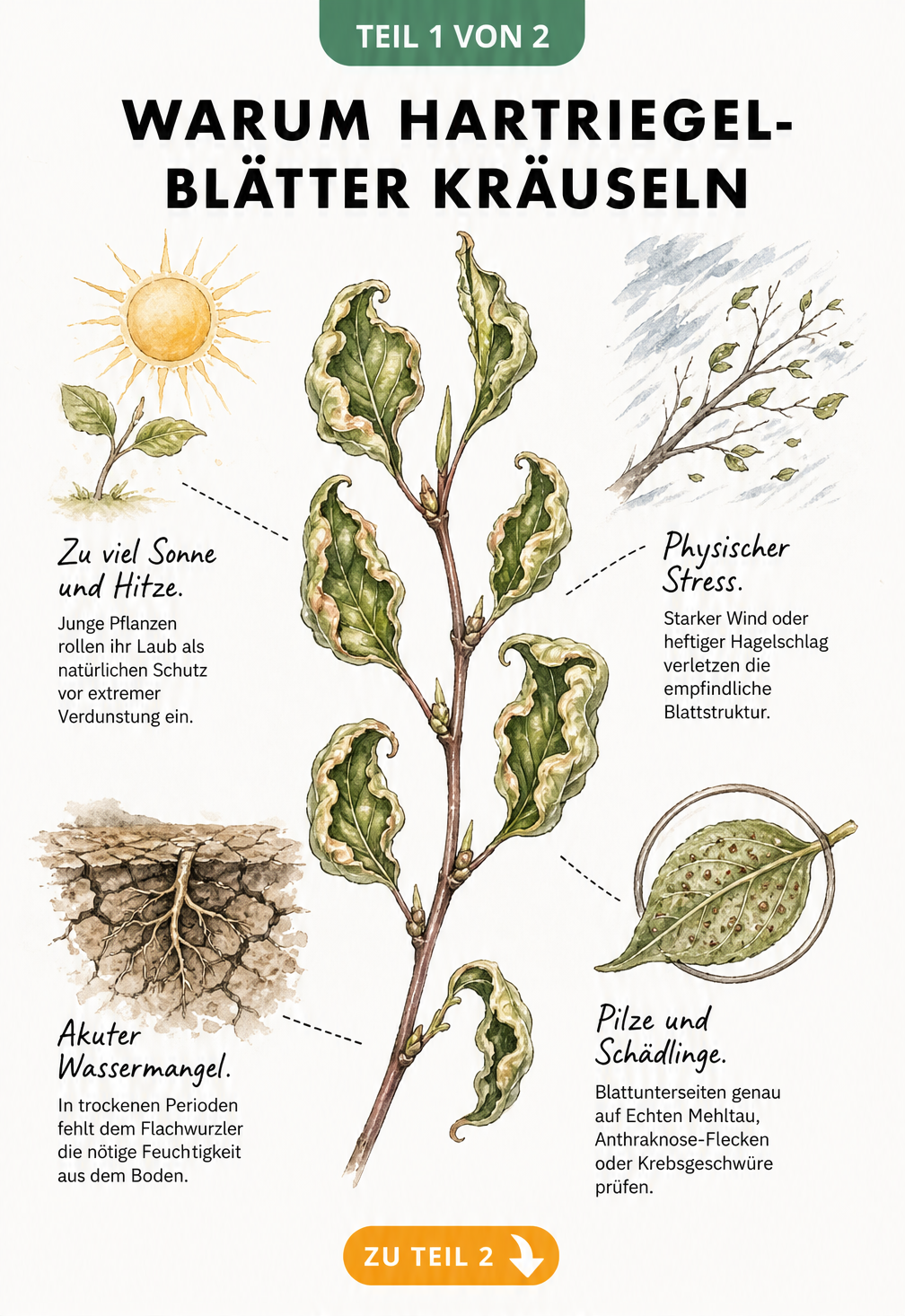 Botanische Illustration eines Hartriegel-Zweigs mit gekräuselten Blättern und Ursachen wie Sonne, Wassermangel, Wind und Pilzbefall