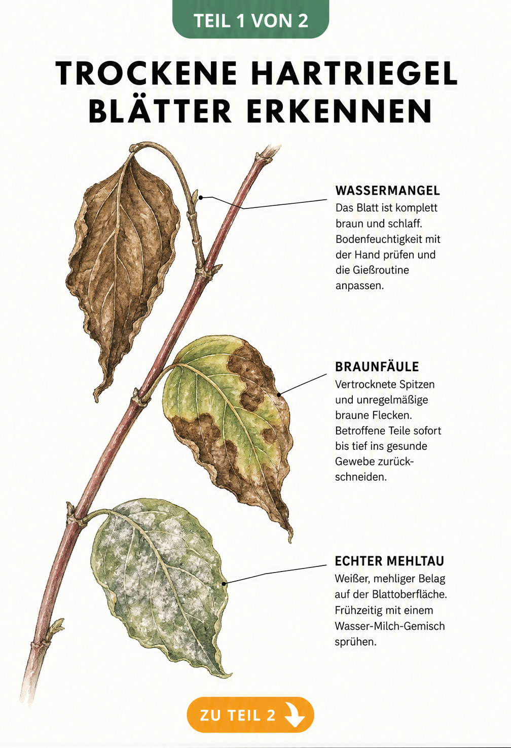 Botanische Illustration eines Hartriegel-Zweigs mit drei Blättern, die Symptome von Wassermangel, Braunfäule und Echtem Mehltau zeigen.