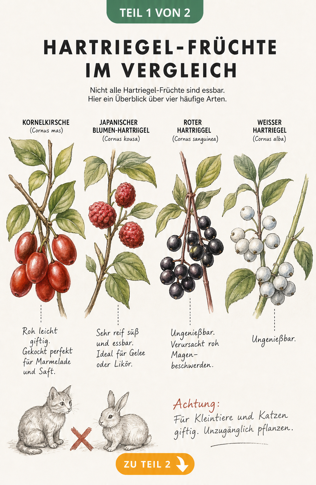 Botanische Illustration von vier Hartriegel-Zweigen mit Früchten und Hinweisen zur Genießbarkeit